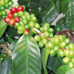 PANAMA foto 04