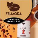 2019-01 Felmoka