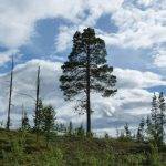 2023 12-01 Deforestazione