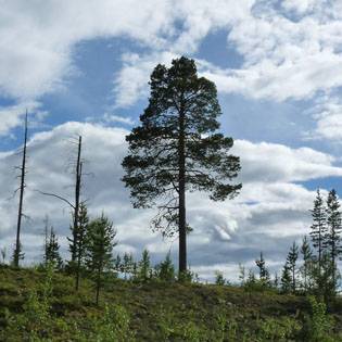 Messa a disposizione di materie prime e prodotti associati alla deforestazione e al degrado forestale