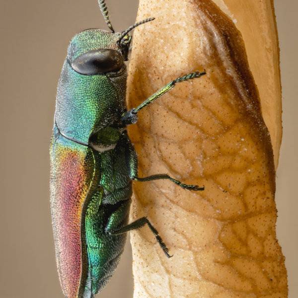 Prevenzione della Contaminazione Fisica negli Alimenti – Parte 2